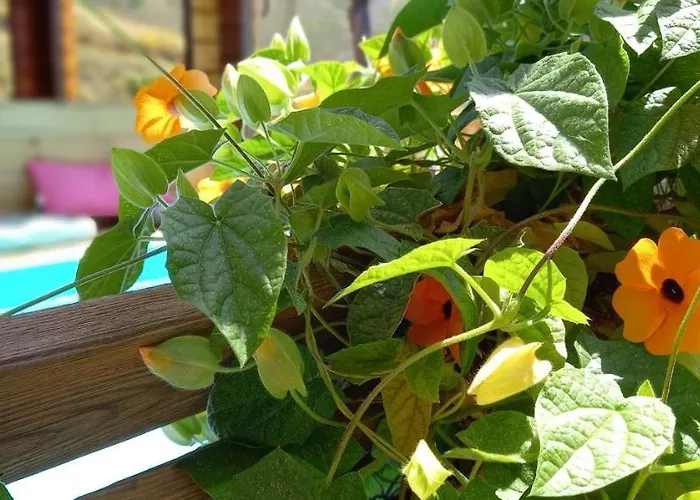 Mariposa Mariposaholidays 度假居